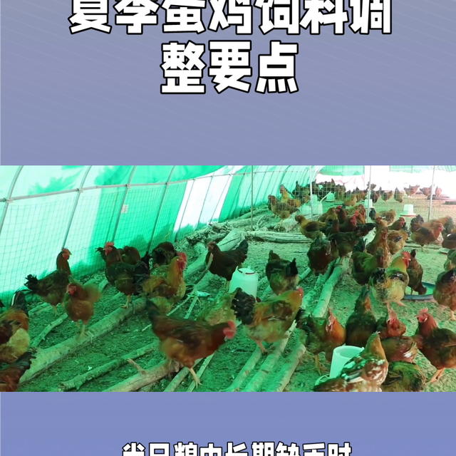 关注沙师弟，早开法拉利#科学养鸡