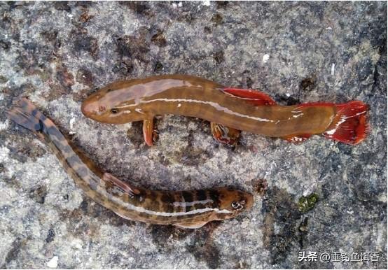 嘉陵江浊水浩荡，小伙岸边手竿频钓获罕见“泥鳅”，有钱买不到！