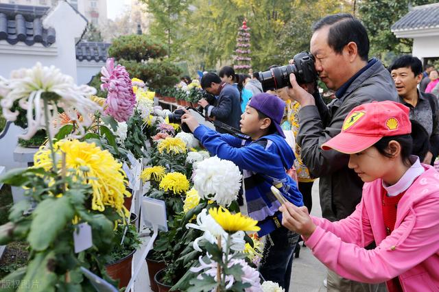 案头菊的栽培技术及日常如何养护管理？