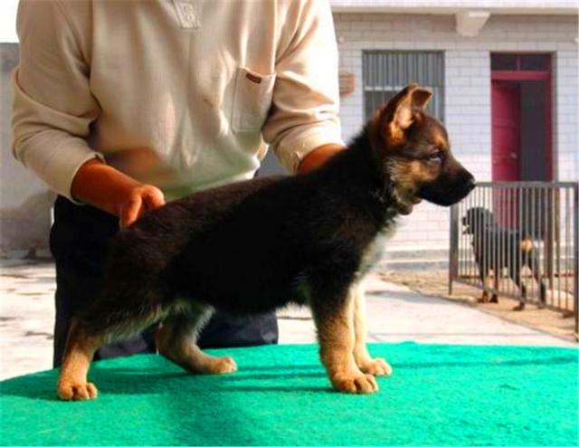 什么是赛级牧羊犬，牧羊犬什么样子