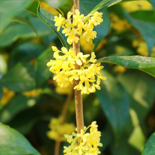 室内好养皮实花，养好了一年四季都开花，叶子绿油油贼好看