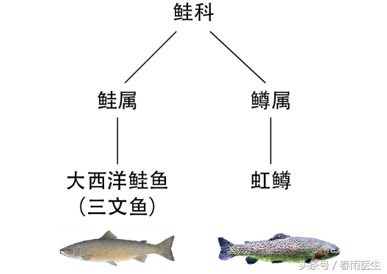 人工科学养殖的虹鳟就能完全避免寄生虫？不存在的！