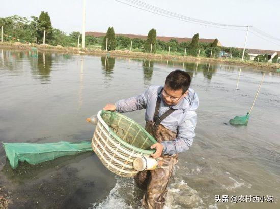 青虾的养殖技巧 这一些要做好