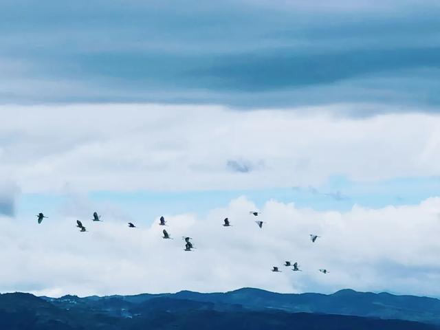 行摄红河丨长桥海：黄牛白鹭凤眼蓝