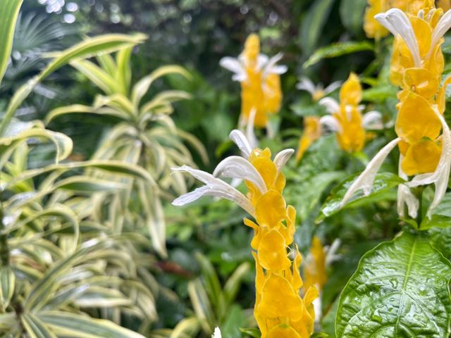 从夏开到冬，广州常见的“小黄虾”花开正盛