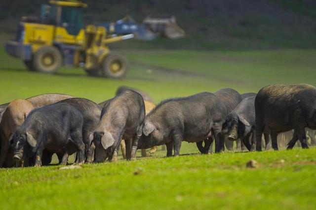 祝俊新：生态养殖藏香猪 带领职工群众走上致富路