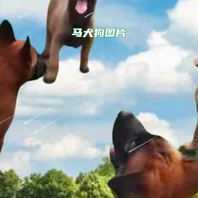 天津市北辰区挑选马犬  #马犬视频