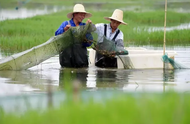 湖北公安县闸口镇：荆州小龙虾养殖第一大镇，还有一条高速在建