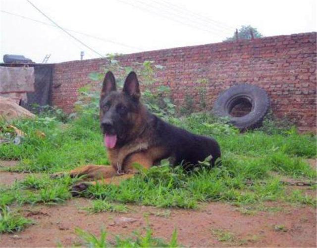 什么是赛级牧羊犬，牧羊犬什么样子