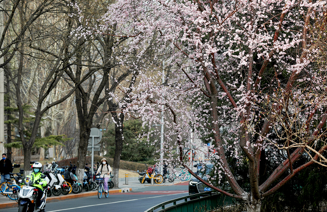 北京即将进入春花观赏季，这121处公园赏花片区值得收藏