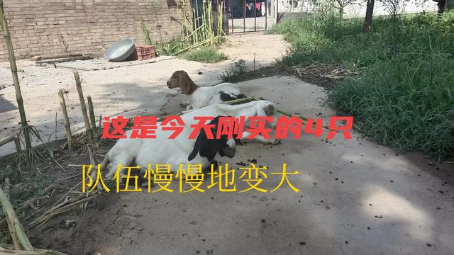 我家苹果园里养羊是不用怎么管理，羊的数量不断地壮大。