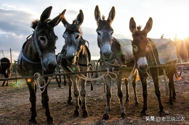 东北一小伙：创业养牛羊鸡，不如养肉驴。这样的带头人很少见