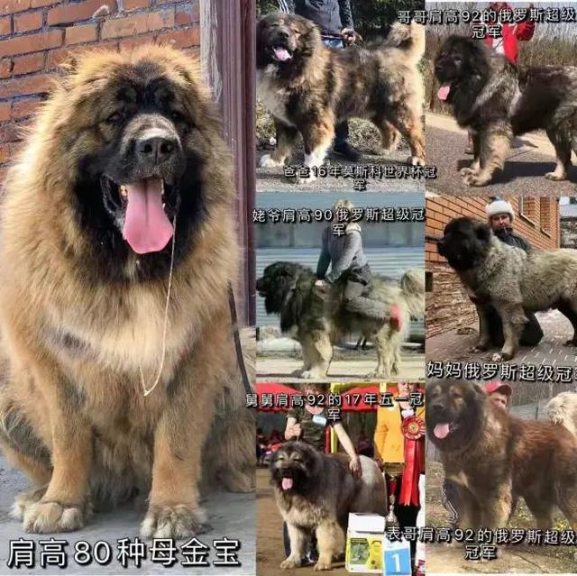 朋友问高加索犬养殖基地有哪些 列兵护卫告诉你答案