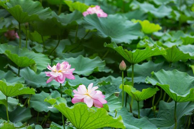 池塘里的荷花，在家也能养，仙气飘飘开满大水缸