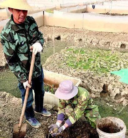 农民靠人工养殖青蛙能致富吗，看看看他们怎么做到的？