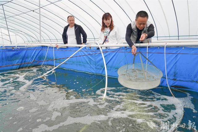 大棚里养虾？能！温室循环热水，南美白对虾“游”出致富路