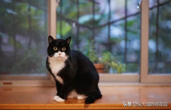 养猫如何能够月入百万？