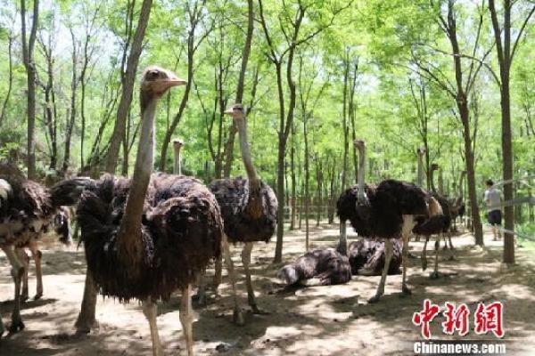 甘肃黄土塬小伙林下养鸵鸟 带领村民致富