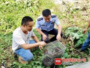 广西南宁养殖场(20公斤大蟒蛇潜入南宁一养殖场吃鸡，因吃太饱被困在……)