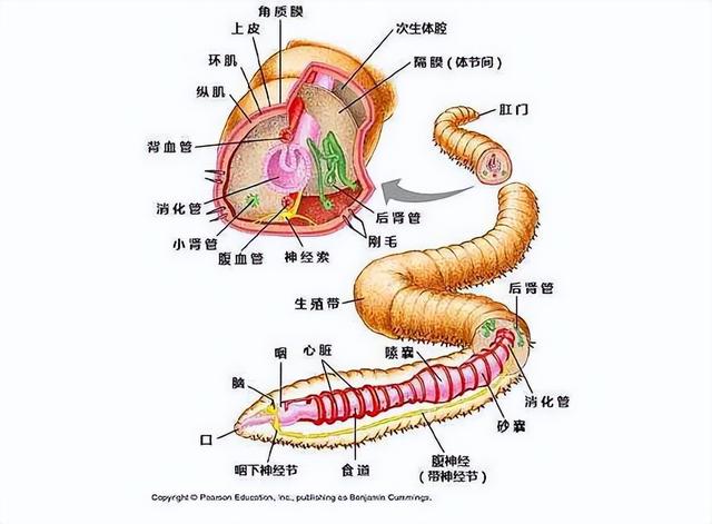 鸡吃水蛭，会被水蛭钻破肠胃吗？为何有些水蛭能在人体内存活？