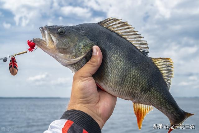 养了20年鱼了，第一次见这种新喂法，真是高手在广东，配比很关键