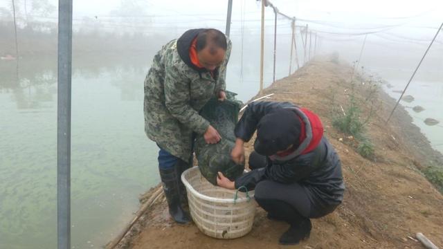 创富新发现：体质强健生长快，台湾泥鳅效益红火