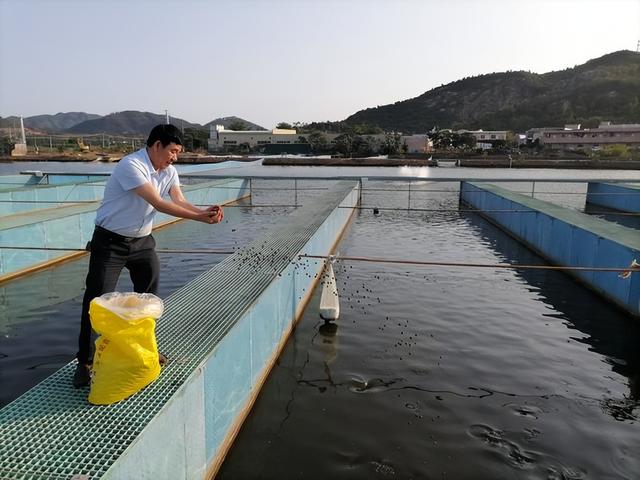 鱼塘养鱼用什么饲料好？推荐四种优质饲料