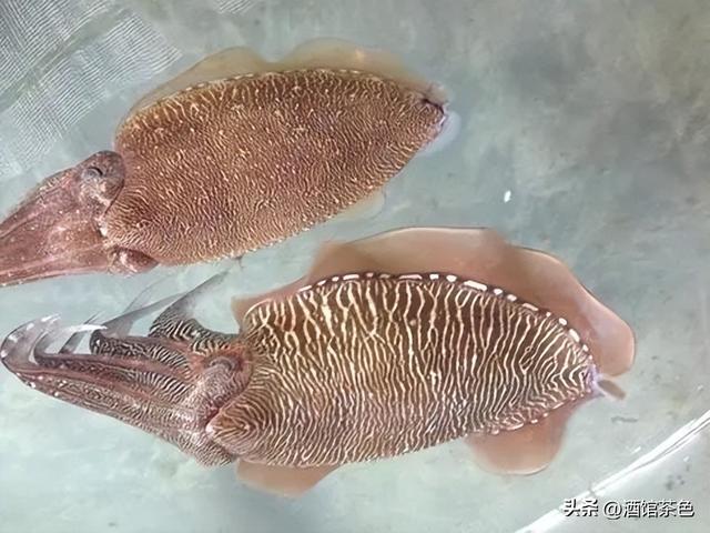 金乌贼的生物特征与室内人工繁育技术