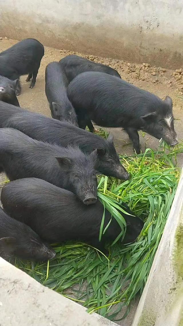 从小香猪到藏香猪，为何内地养殖惨失败 当年因为工作...