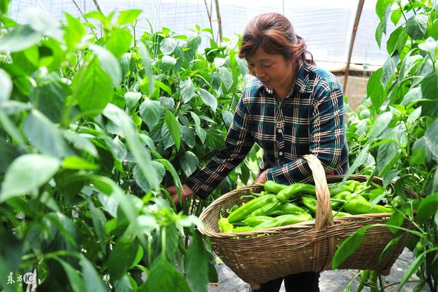 鸡粪怎么施用，才不会对蔬菜带来危害