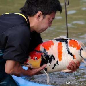 锦鲤鱼养殖水温(饲养锦鲤鱼的水质要求)