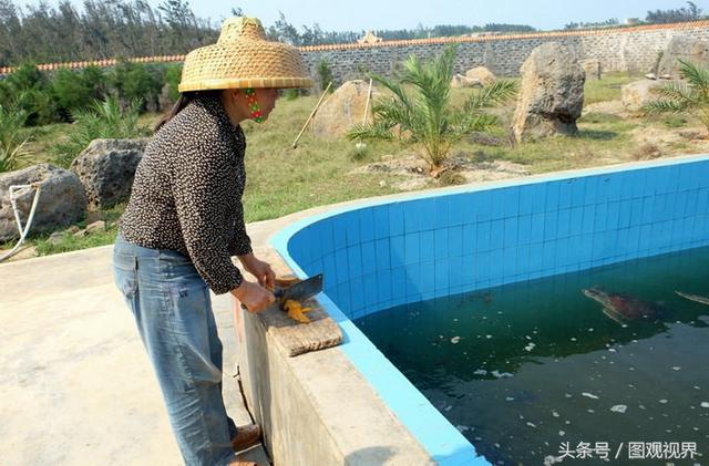 湛江硇洲岛探访海龟养殖基地，饲养员切南瓜喂海龟