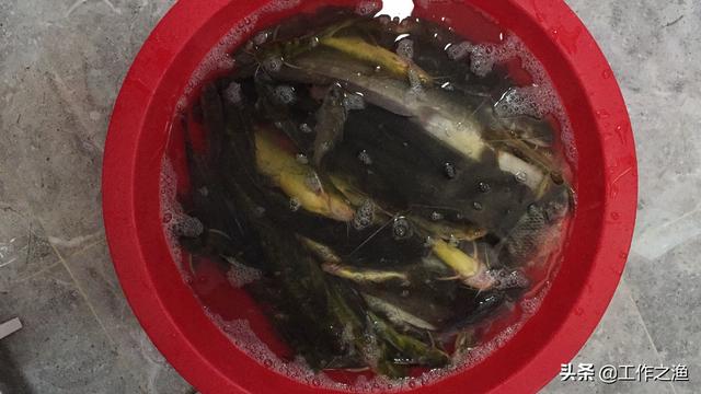 钓鲶鱼靠碰运气？掌握2个关键点4个注意事项，教你精准定位目标鱼