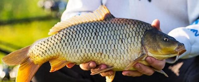 黄金鲫的生物特征与池塘养殖的关键技术