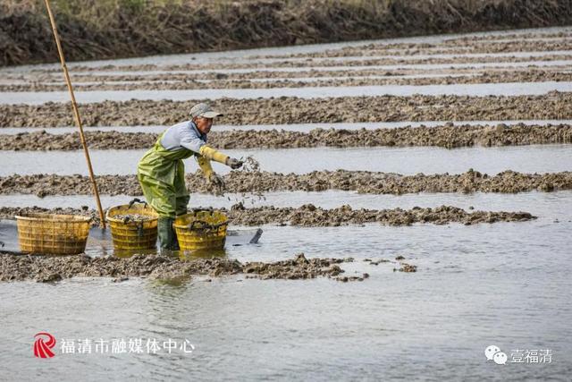 大揭秘！福清1600多万粒蛏子，竟然是这样放养