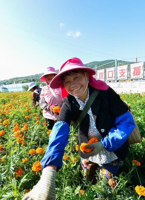 农村创业，搞什么最赚钱？养殖及种植的利润和风险，谁高一点？