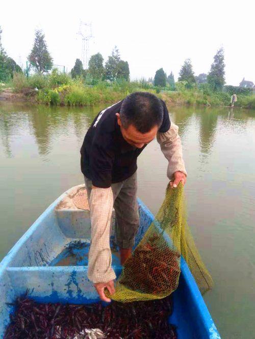 双林儒林村：“稻虾共养”带来“一田双收”