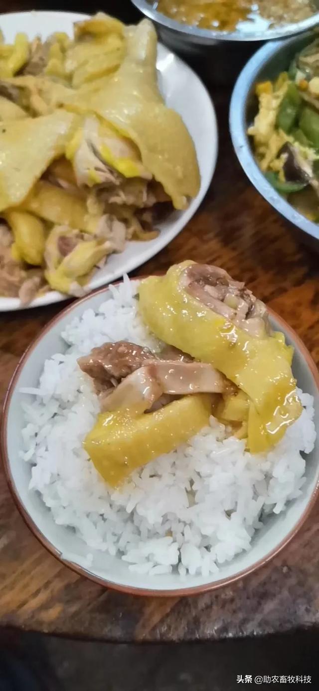 发酵饲料养鸡，鸡场不臭鸡肉香，降本增效（含肉鸡蛋鸡配方）