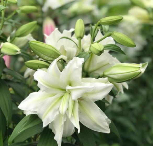 开完花的百合花，这样“处理”，年年能开花，还能生满“小崽子”