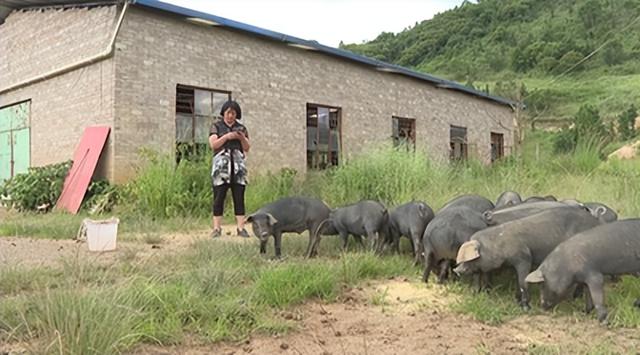 空姐与丈夫在大山巧养黑猪，一斤猪肉最高卖86元，年收入300万元