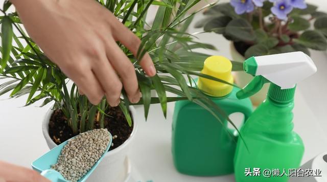 室内植物怎样养殖？ 15 个工作做好，你就成为养花高手