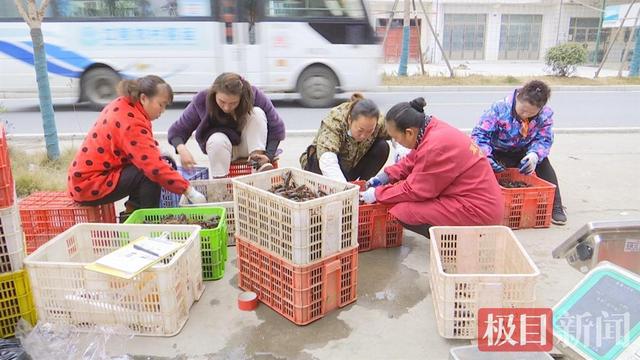 湖北江陵：独特养殖法让小龙虾抢先上市，产品热销一线城市