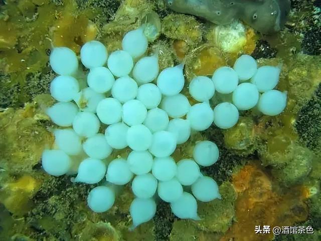 金乌贼的生物特征与室内人工繁育技术