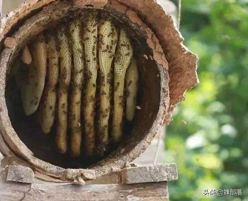 土法饲养的蜜蜂，过箱后群势为什么会变小？与这3个原因有关