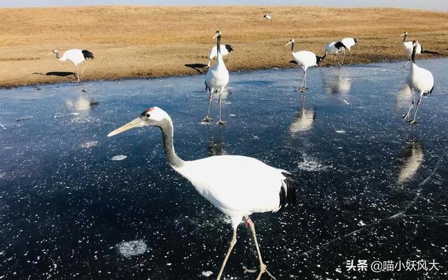 老人去世，仙鹤到灵堂相送，为啥仙鹤不怕人，真是福报降临？