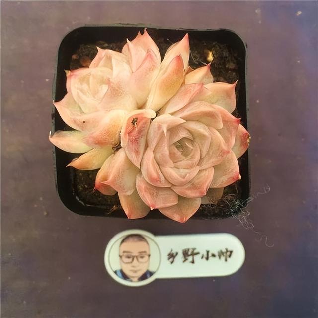 分享多肉植物，好看又好养，喜欢不要错过