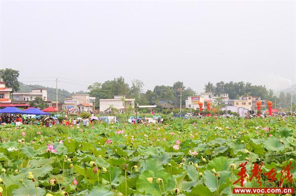 邵阳县白仓镇：古韵三门江 相约荷花季