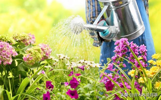 养好月季的十大要素。全面解析土、肥、药，让月季种植再无难事