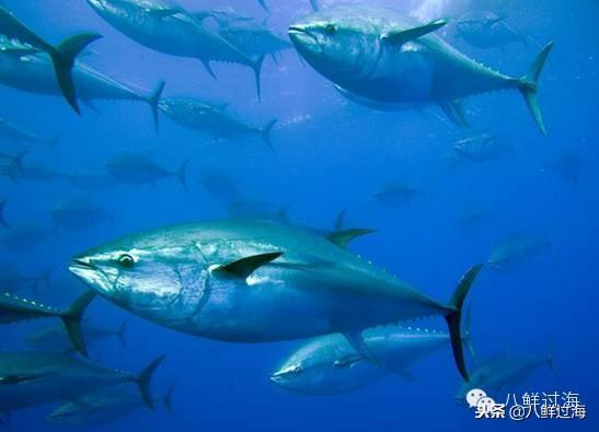 蓝鳍金枪鱼：“海底熊猫”的未知命运！