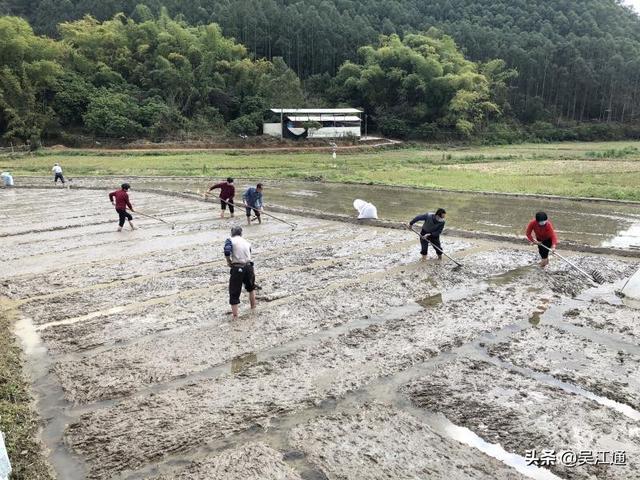 正是春耕农忙时，说说小时候种田那些事